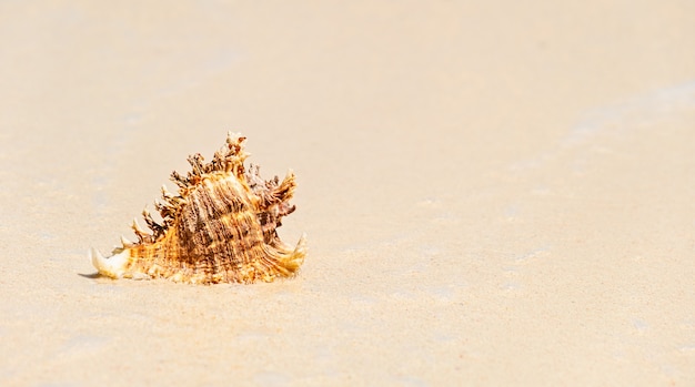 Concha única en la orilla de la playa en un día soleado