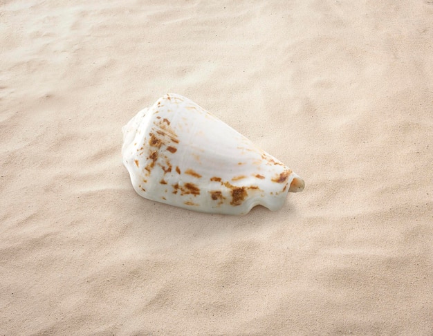 Concha vacía aislada en el mar de la playa de arena