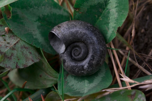 Concha vacía de un caracol de río tirado en un primer plano de hierba verde