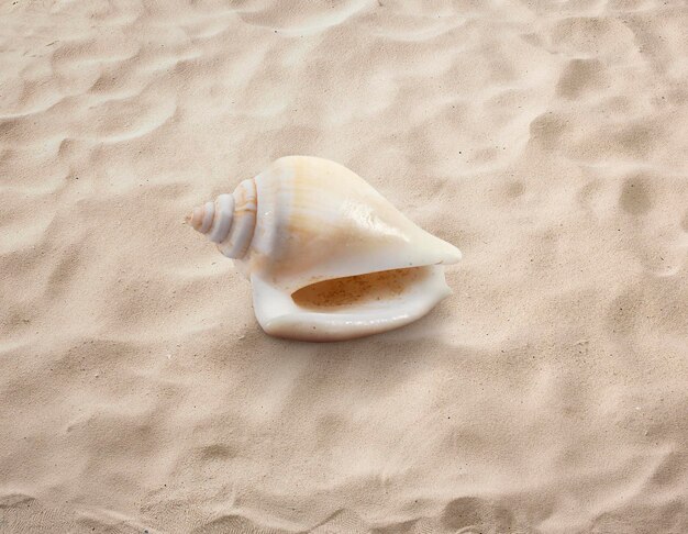 Concha vazia isolada no mar da praia de areia