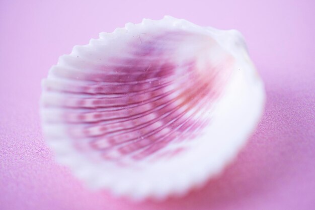 Una concha de vieira blanca borrosa con una parte interior rosa