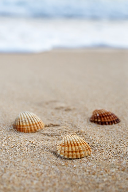 Conchas acanaladas en la playa de arena, marco vertical