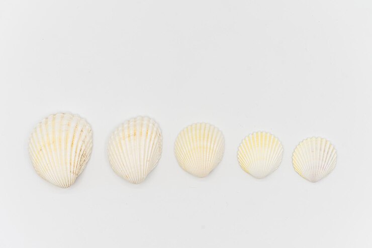 Foto conchas aisladas con fondo blanco