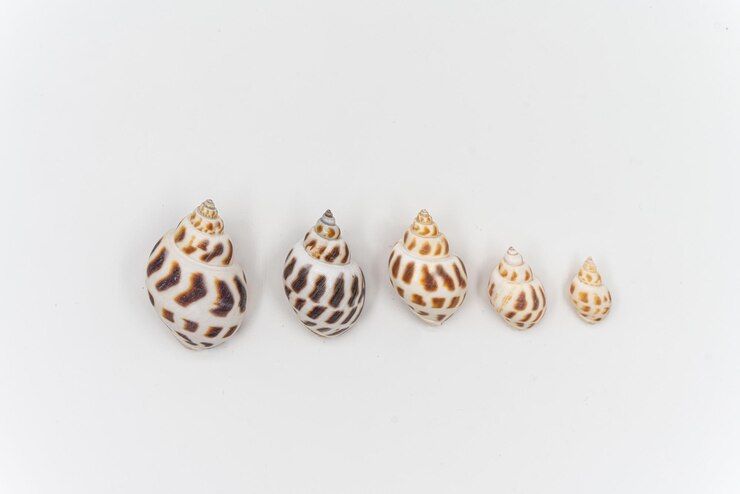 Foto conchas aisladas con fondo blanco