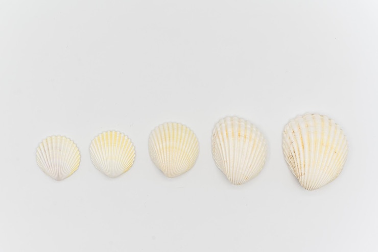 Foto conchas aisladas con fondo blanco