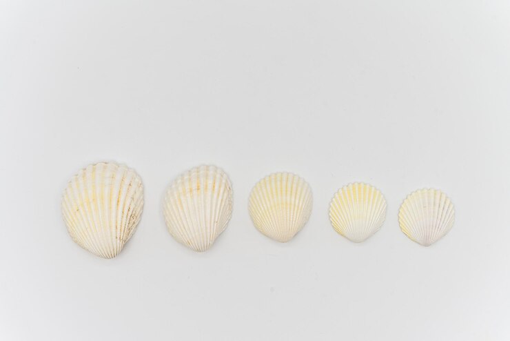 Foto conchas aisladas con fondo blanco