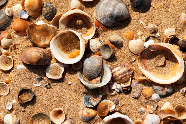 Conchas de almejas en la playa como fondo Vista superior