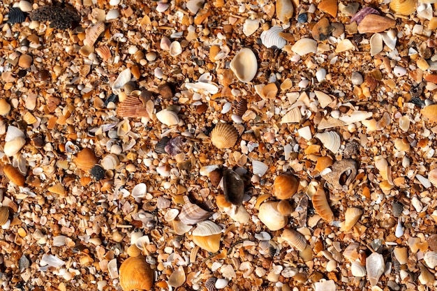 Conchas de almejas en la playa como fondo Vista superior