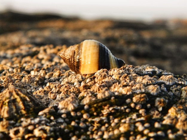 Foto conchas de animales en cherbourg-octeville