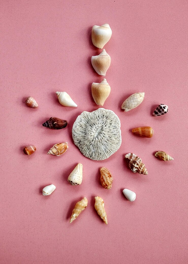 Foto conchas de animales marinos, concepto de naturaleza adecuado para fondos y fondos de pantalla.