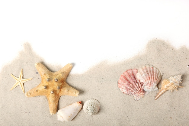 Conchas de arena y estrellas de mar en el lugar de la vista superior blanca para el mar de viaje de texto