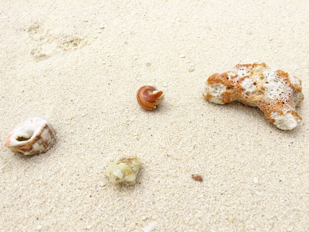 Conchas en la arena en una isla tropical, Maldivas.