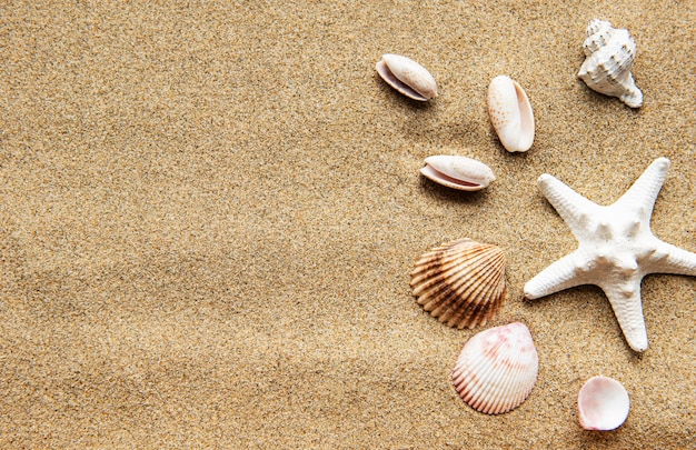 Conchas en la arena. Mesa de vacaciones de verano de mar con espacio para el texto. Vista superior