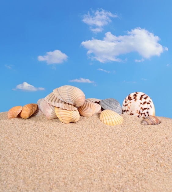 Conchas en la arena de una playa contra el cielo azul