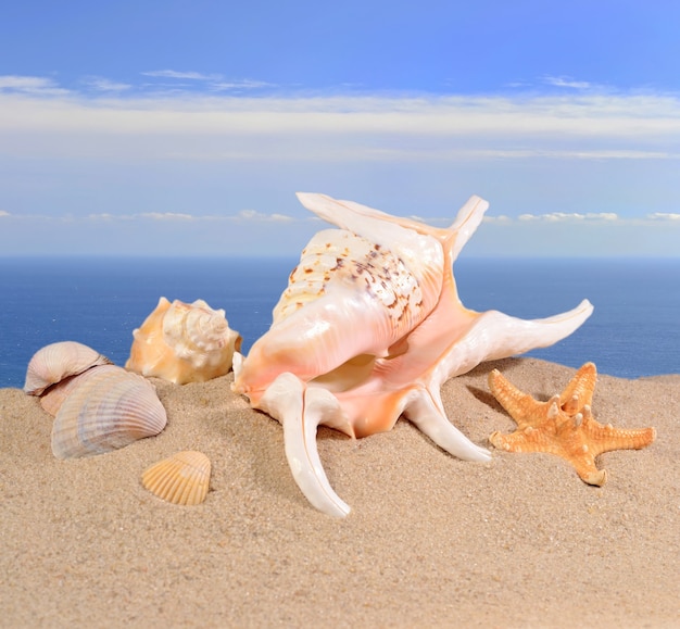 Conchas en la arena de una playa con el telón de fondo del mar