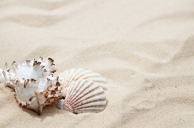 Conchas en la arena en verano