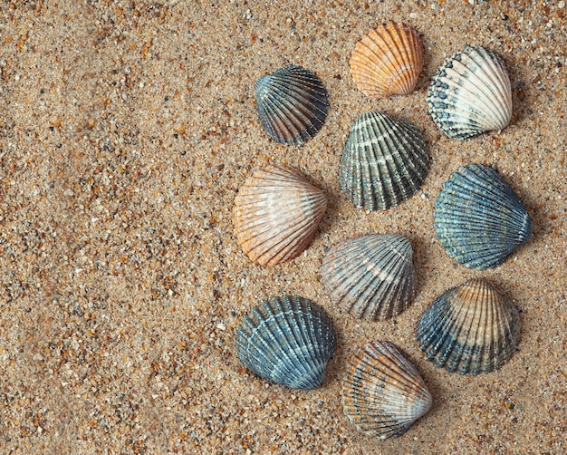 Conchas en la arena