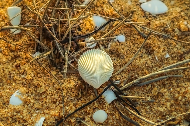 Conchas blancas en la arena