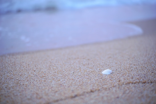 Conchas blancas colocadas en la arena frente a las olas del océano en un día tranquilo