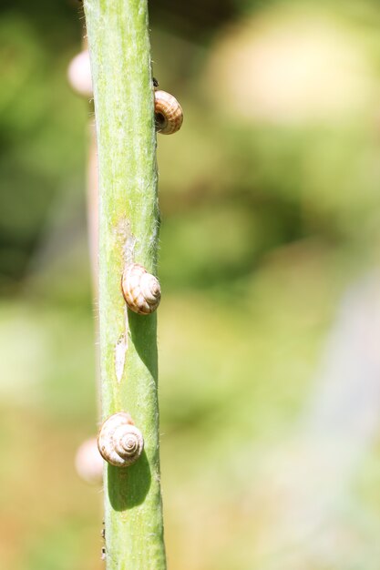 Conchas de caracol en el tallo