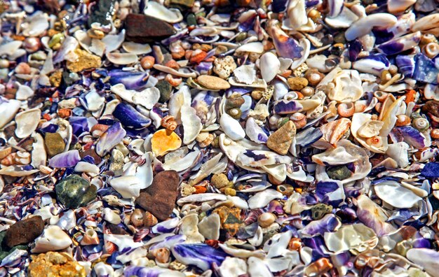 Conchas de colores en el mar