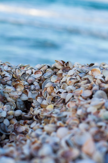 Foto conchas en la costa. mar y conchas marinas. conchas de mar en el mar de fondo.