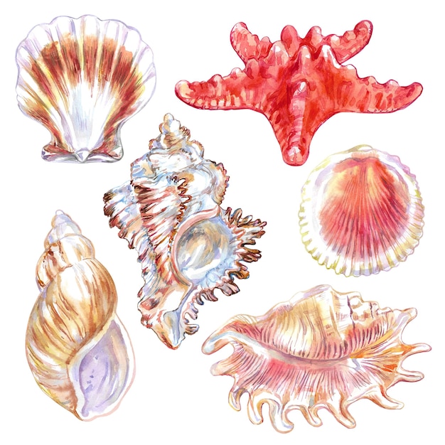 Conchas y criaturas marinas ambientadas en el mundo submarino en acuarela dibujada a mano estrellas de mar comunes asterlas