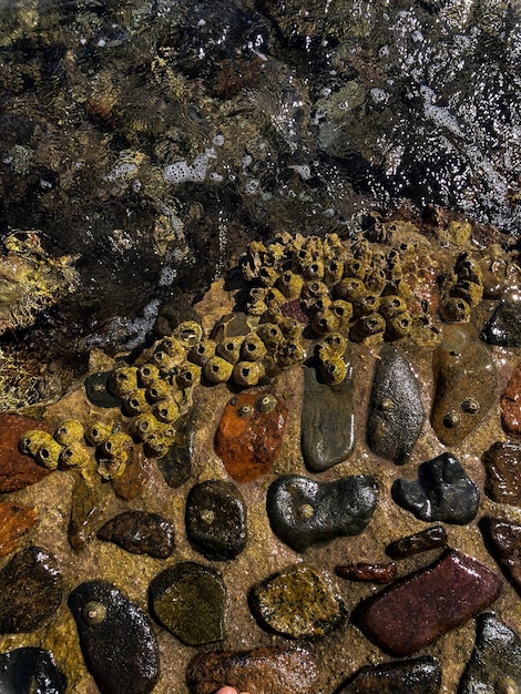 Foto conchas de crustáceos en el muelle del mar