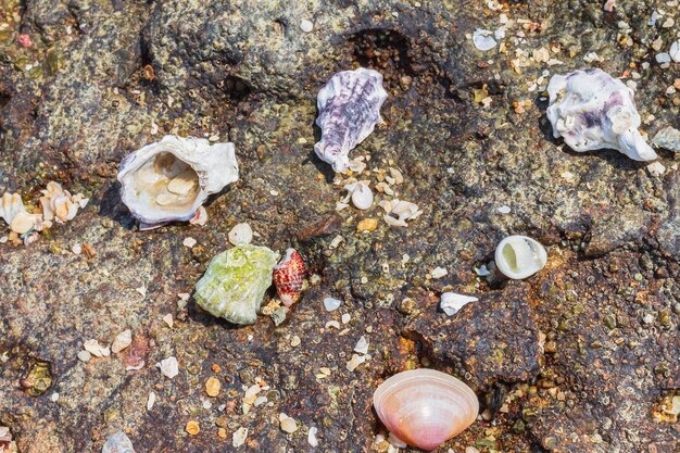 Foto conchas cubiertas de costa rocosa en la playa de pattaya textura del enfoque selectivo de aguas poco profundas marinas