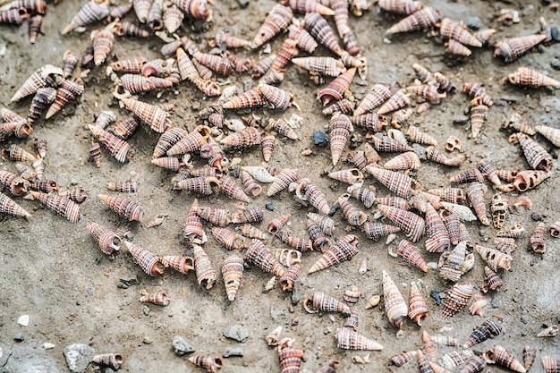 Conchas Cuerno caracoles Potamididae