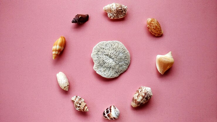 Foto conchas de animais marinhos, conceito de natureza adequado para planos de fundo e papéis de parede.
