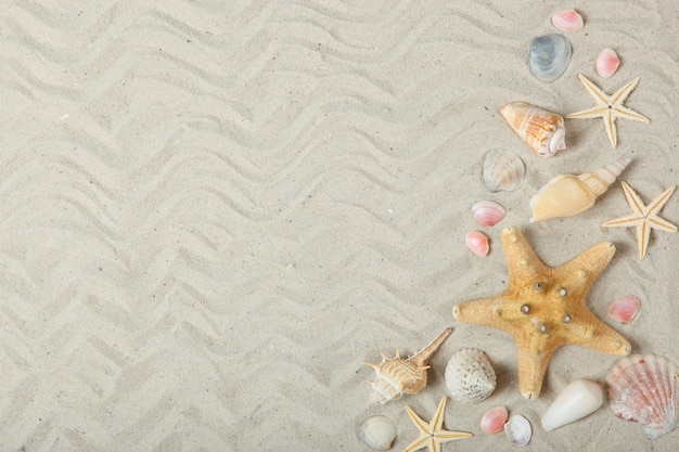 Conchas de areia e estrelas do mar com lugar para texto