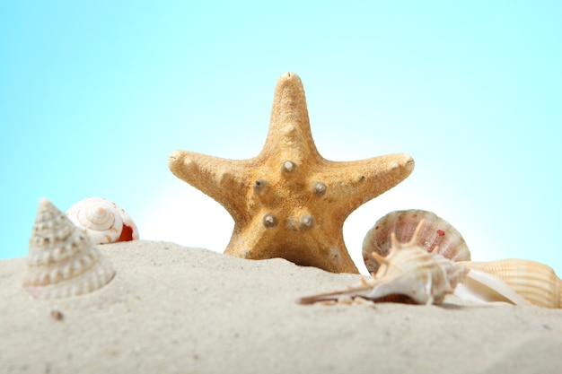 Conchas de areia e estrelas do mar em um fundo azul com lugar para texto