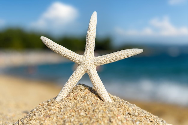 Conchas de estrelas do mar na areia à beira-mar em um dia ensolarado