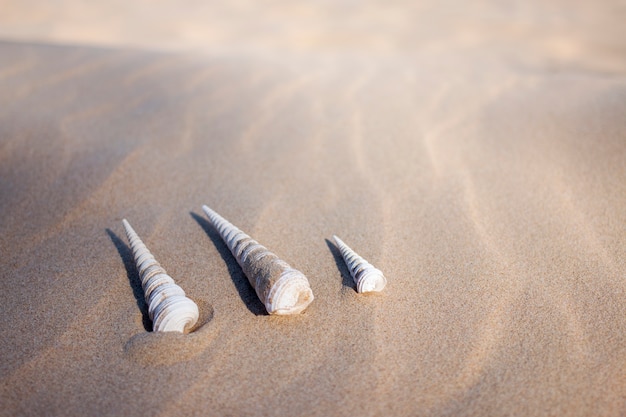 Conchas de mar na praia de areia.