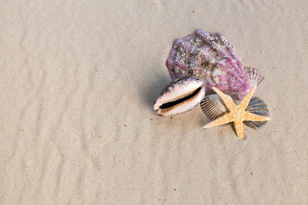 Conchas do mar com areia como pano de fundo