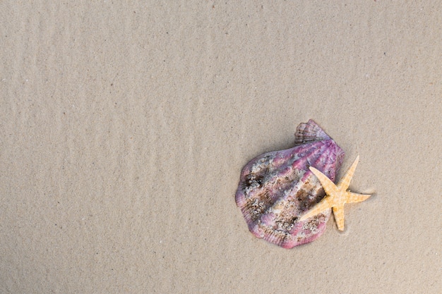 Conchas do mar com areia