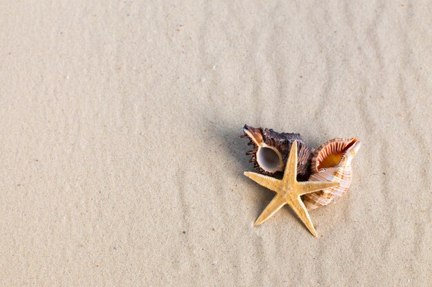 Conchas do mar com areia