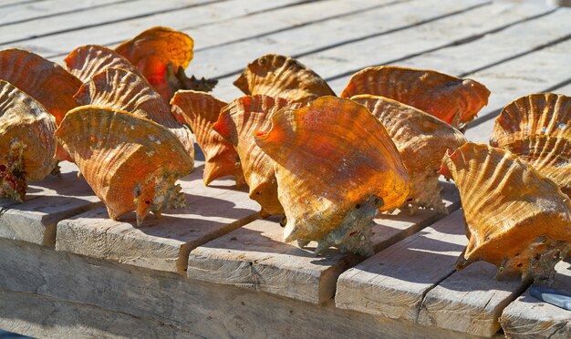 Conchas do mar do Caribe em um píer de madeira México