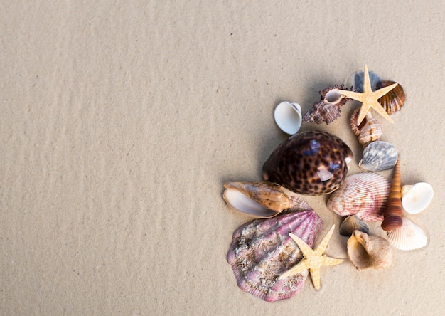 Conchas do mar e estrelas do mar na areia