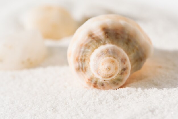 Conchas do mar em uma areia branca