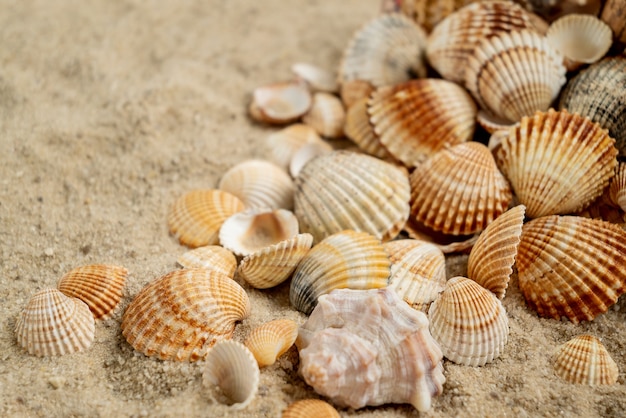 Conchas do mar espalhadas pela areia da praia, conceito de férias de verão