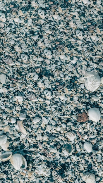 Foto conchas do mar fechadas verticais no dia de verão da areia da praia coleção abstrata de padrões de fundo do oceano