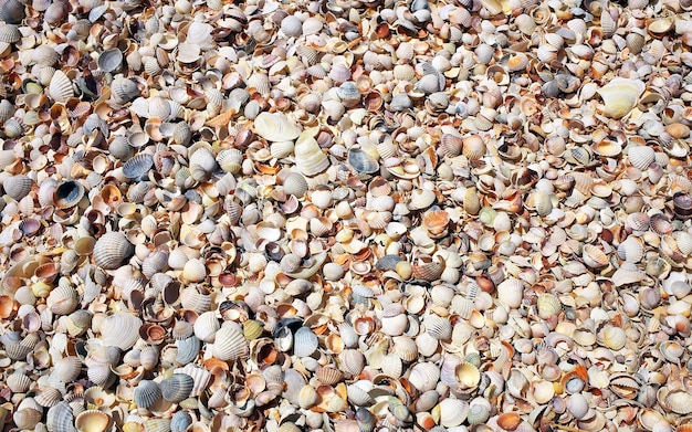 Conchas do mar na areia como pano de fundo