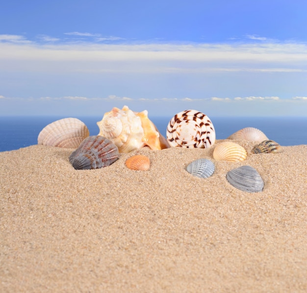 Conchas do mar na areia da praia contra o fundo do mar