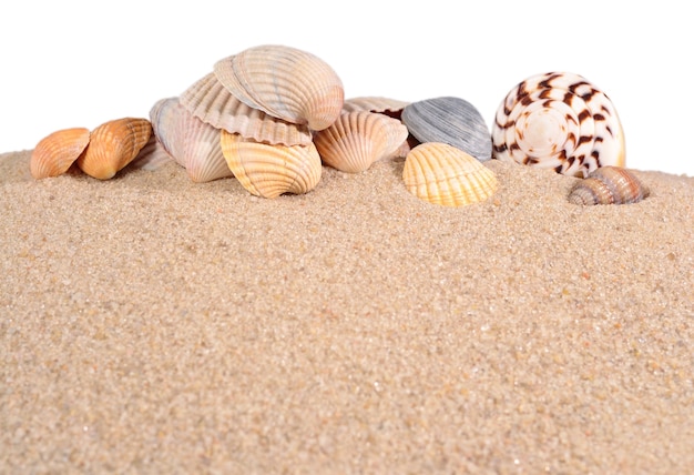 Conchas do mar na areia da praia em um fundo branco