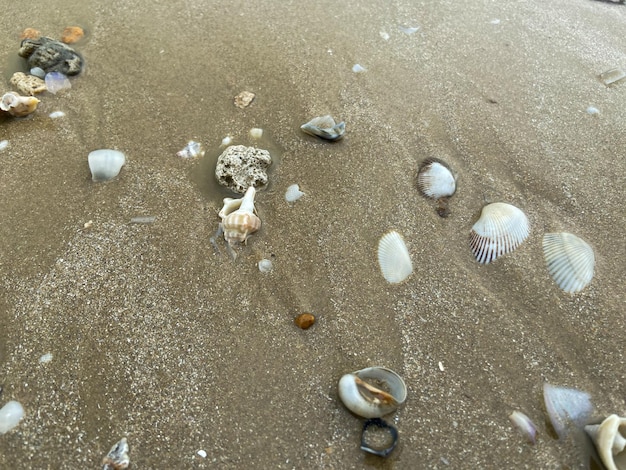 Conchas do mar na areia da praia em várias formas