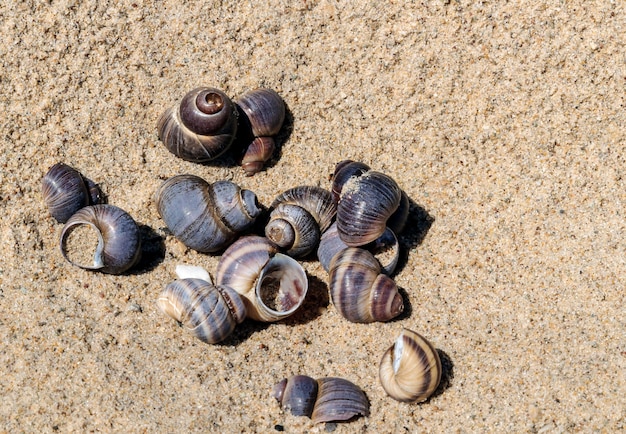 Conchas do mar na areia. fundo de praia de verão. fechar-se