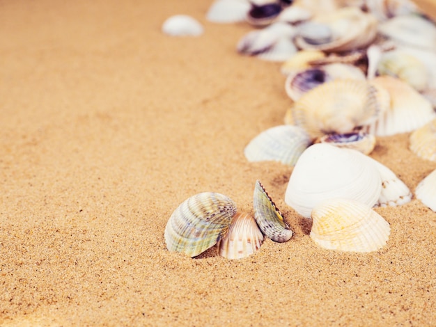 Conchas do mar na areia. Fundo de praia verão.