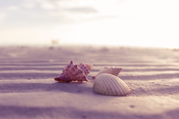 Conchas do mar na areia no fundo do oceano